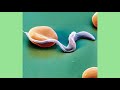 trypanosoma life cycle ट्रीपैनोसोमा जीवनचक्र ।। trypanosomiasis trypanosoma gambiens b.sc class