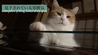 【三毛猫】絶妙な表情で見つめてくる猫（2023年8月25日）