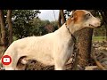 mix crossbreed of pakistani bully and greyhound dog crossbreeding