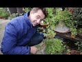 prepare your bonsai for winter succesfully overwinter bonsai