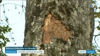 Sécheresse exceptionnelle en forêt de Blâmont