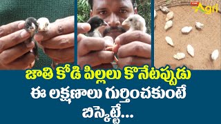 Peruvian Chicks Breed Farming | జాతి కోడి పిల్లలు కొనేటప్పుడు ఈ లక్షణాలు గుర్తించకుంటే..!  Tone Agri