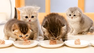 This kitten was so cute, angry after his baby food was stolen!