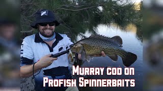 Murray Cod fishing with Profish Spinnerbaits