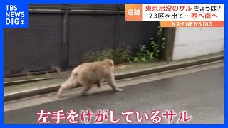 東京で“左手をけがしたサル”目撃相次ぐ　23区出て西へ南へ｜TBS NEWS DIG