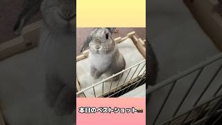 今にもサークルから飛び出そうなうさぎ #shorts #うさぎ #ホーランドロップ