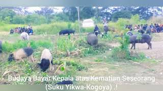 Budaya Bayar Denda Suku YIKO Papua