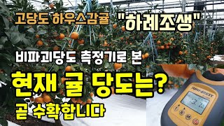 고당도 하우스감귤 하례조생 비파괴당도측정기로 감귤 당도를 측정해보았습니다 곧 하우스귤 수확합니다