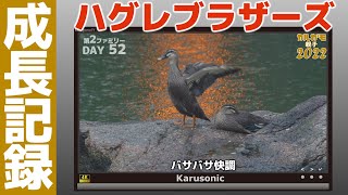 【カルガモ親ナシ子】ふたりぼっちハグレ兄弟の成長記録(後編)兄弟だけで生きていく-ハグレブラザーズ編