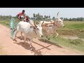 a. kothapalli babji garu bulls bull race😍😍