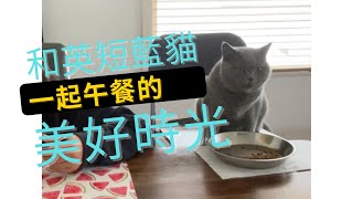 英短藍貓咪咪美好的午餐時間/MIMI THE BRITISH SHORTHAIR CAT HAPPY LUNCH TIME