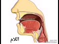 اللام الساكنة بصوت الدكتور أيمن رشدي سويد (تدريبات المعلم)