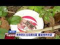 疣胸琉璃蟻向北蔓延 侵入新竹民宅 20190915 公視中晝新聞