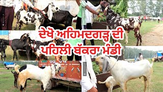 ਅਹਿਮਦਗੜ੍ਹ ਬੱਕਰੀ ਮੰਡੀ || Goat farming || @ILTILANATV