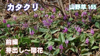 カタクリ前編(芽出し～開花)－山野草155