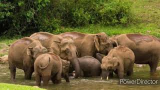 WILD ELEPHANTS OF MUNNAR | മൂന്നാറിലെ കാട്ടാനകള്‍