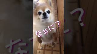 ペットマットの上を歩いてくる犬