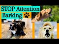 How to Teach Your Dog Not to Bark for Attention