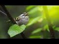 BIRD PHOTOGRAPHY in British Columbia! Sony a7RIV + 200-600