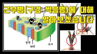 [난초 기르기] 한국춘란 병충해(病蟲害) 근부병(구경썩음병)에 대해서 알아보겠습니다