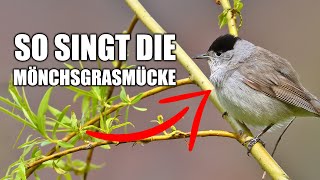 Mönchsgrasmücke - Vogelstimmen lernen