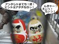 セキセイインコ　白内障　ララちゃん　2011お正月