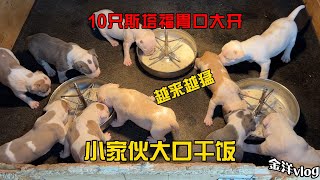 10只斯塔福胃口大开，大口干饭越来越猛，一口气肚子吃的圆溜溜