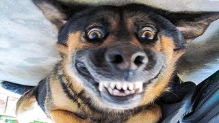 π Funniest πΆ Dogs and π» Cats - Awesome Funny Pet Animals' Life Videos π