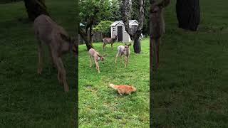 Deer licks orange cat but they are still friends