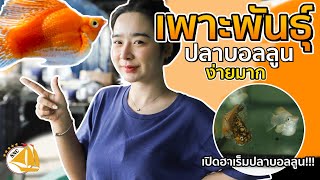 เพาะพันธ์ุปลาบอลลูน(รายได้ดี)ง่ายมากกกก!!!-  SNC STORY #เพาะปลา #ปลาบอลลูน #balloonfish  #อาชีพ