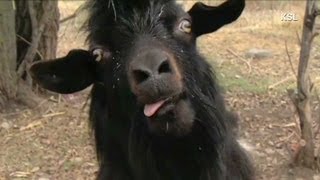 Anderson Cooper: Goats trying to take over world?