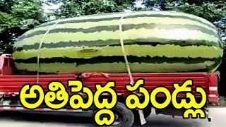 ప్రపంచంలోనే 10 అతి పెద్ద పండ్లు ఇంకా కూరగాయలు | Top 10 Biggest Fruits \u0026 Vegetables