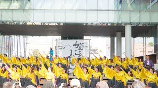 [4K]学生よさこいチームおどりんちゅ　浜松がんこ祭り2018 2日目 ソラモ会場