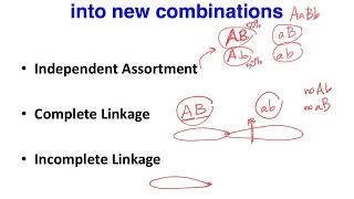 BIOL183: Introduction to Gene Linkage \u0026 Linkage Maps