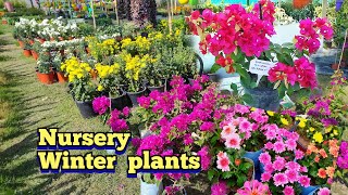 Florist nursery Kokrajar - winters flowers #flowers #nursery #gardening