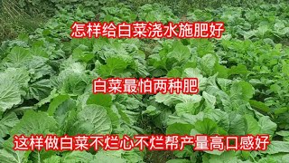 怎样给白菜浇水施肥好？白菜最怕两种肥，这样做白菜不烂心不烂帮产量高口感好