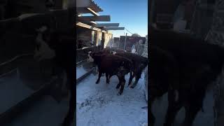 Бычки волнуются #bull #akbas #agrainkz #farming