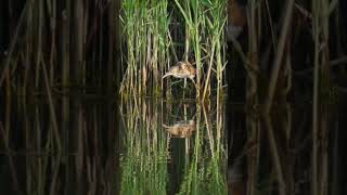 Graceful Hunter Least Bittern's Prey Snatch \u0026 Victory Dance #shorts