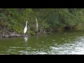 egret at bonnifield lake