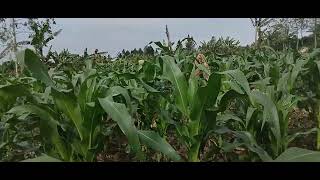 Our  MAIZE FARM Update. 1 Month 2 weeks.