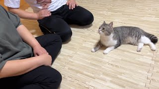 3年ぶりに生まれ故郷のブリーダーさんと再会したら猫がこうなりました…