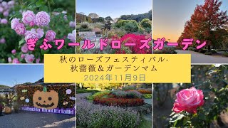 【風景と自然】ぎふワールドローズガーデン 2024年11月9日　Gifu World Rose GardenAutumn Rose Festival -