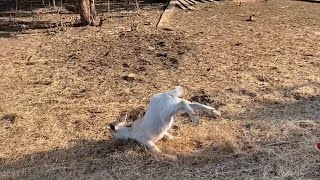 Best of Fainting Goats 2023🤣🤣