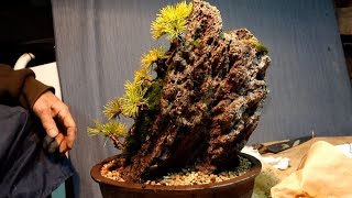 軽石に五葉松を植えて更に鉢に植える