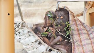 食いしん坊なロキちゃん(5ヶ月)・オランウータン