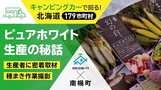 【南幌町】超美味のトウモロコシ『ピュアホワイト』生産の秘話～北海道キャンピングカー冒険 81/179市町村