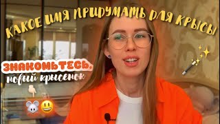 КАК НАЗВАТЬ КРЫСУ | ЗНАКОМЛЮ ВАС С НОВЫМ КРЫСОМ🥰 СОВЕТЫ ПО ПОДБОРУ КЛИЧКИ