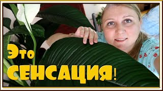 Моя СЕНСАЦИЯ - Спатифиллум моей мечты