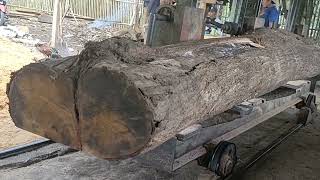 terrible large acacia logs sawed to make fishing boat materials