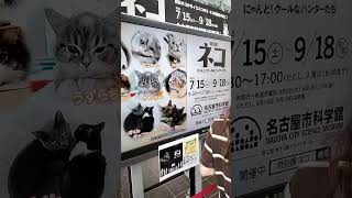 名古屋市科学館のネコ展